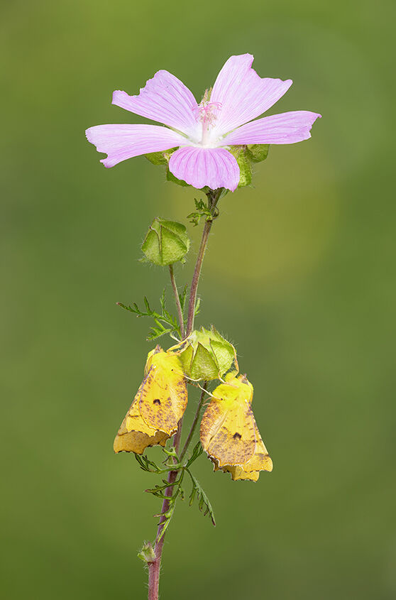 Male Canary Shouldered Thorn Moths on Musk Mallow