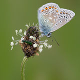 Male Common Blue Butterfly and Bug No2