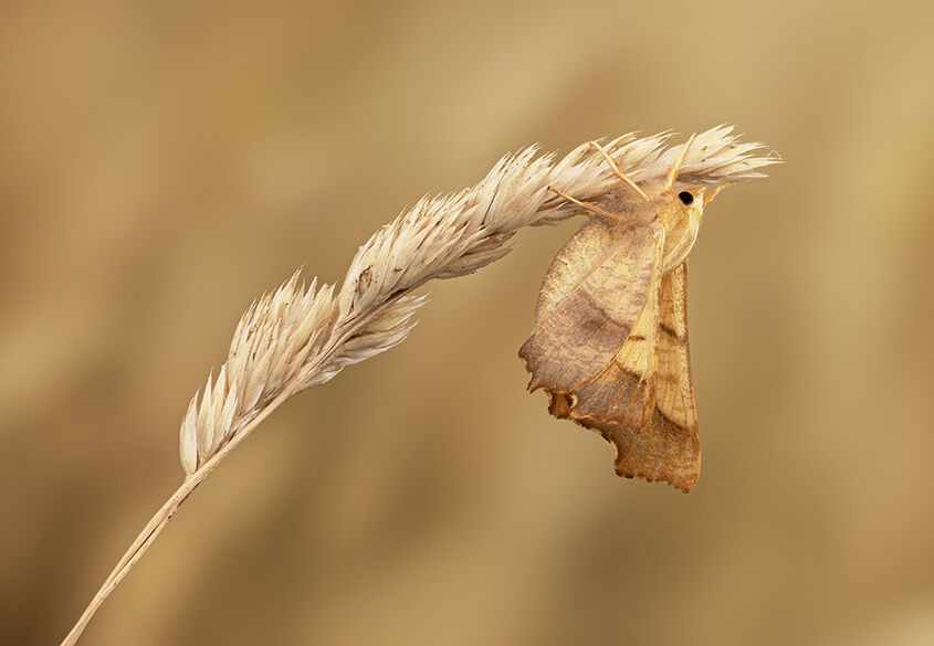 Male Dusky Thorn Moth