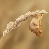 Male Dusky Thorn Moth