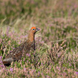 Male Red Grouse