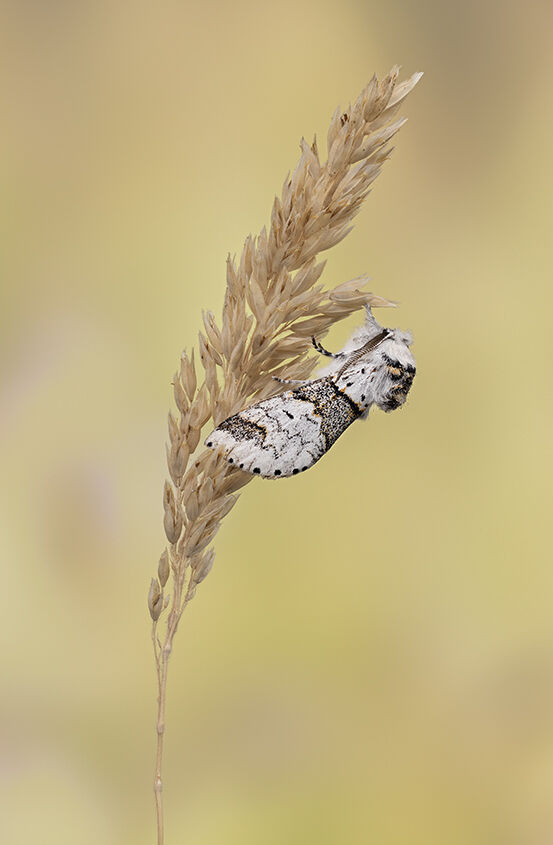 Male Salow Kitten Moth