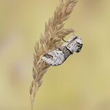Male Salow Kitten Moth