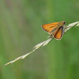 Male Small Skipper