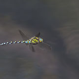 Male Southern Hawker