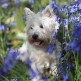 Meg in Bluebells