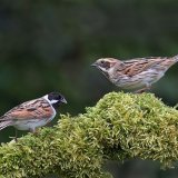 Pair of Reed Buntings