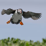 Puffin Descent