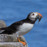Puffin with Sand Eels