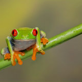 Red Eyed Tree Frog