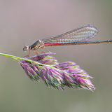 Female Small Red Damselfly