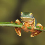 Splendid Leaf Frog