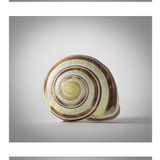 Threes Faces of a Shell