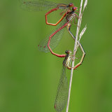 Three Small Red Damselflies