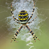 Wasp Spider