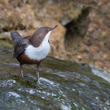 White Throated Dipper