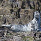 Young Grey Seal