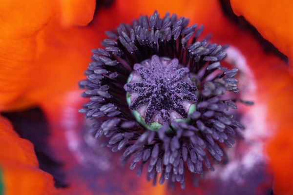 Poppy