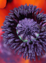 Poppy