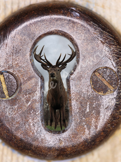 deer through a keyhole