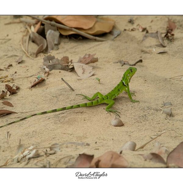 Young Green Iguana