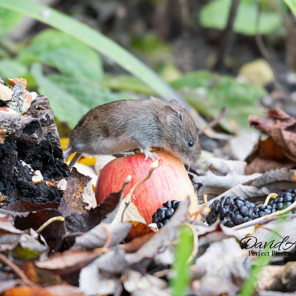 Bank Vole exploring the apple