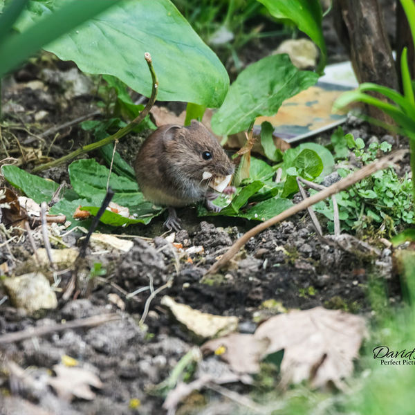 Bank Vole