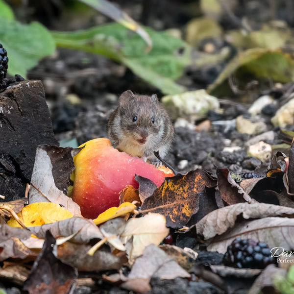 Bank Vole eating an Apple