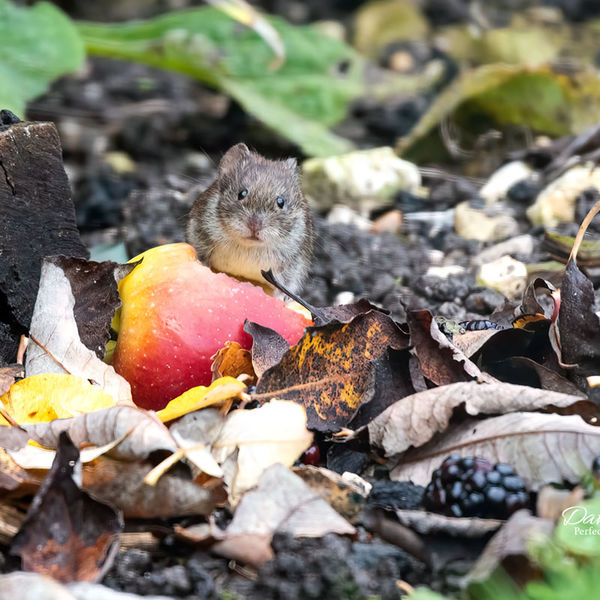 This is another from the series