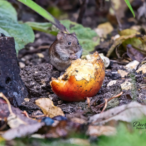 Bank Vole eating an Apple