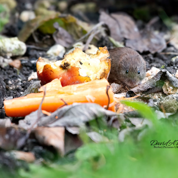 Have I missed any ....