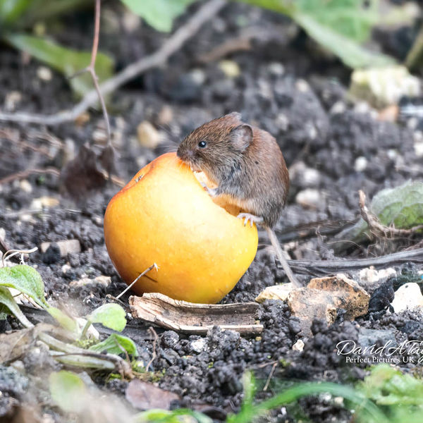 He felt it would be easier getting in the apple to eat it.