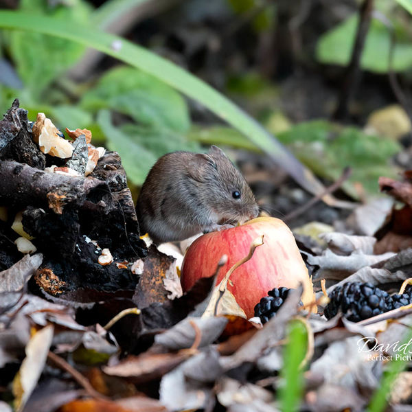 Bank Vole eating an Apple