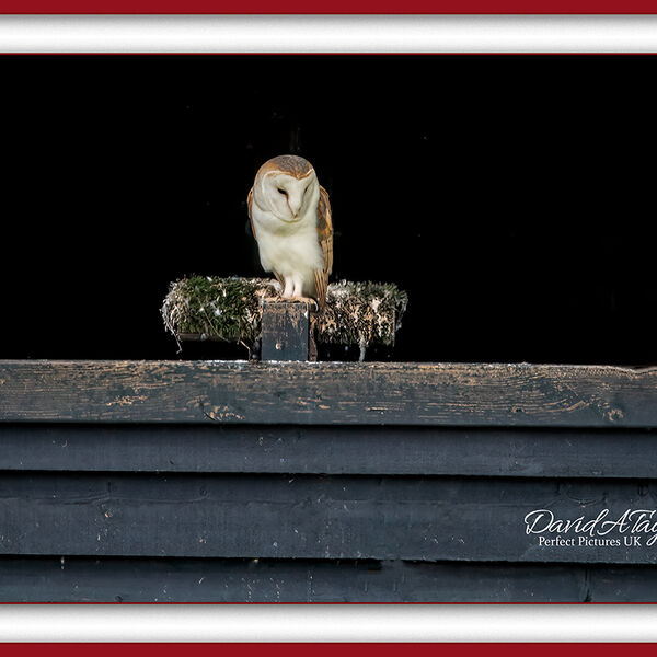 Barn Owl