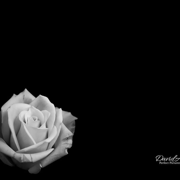 Black and White Rose - Negative Space