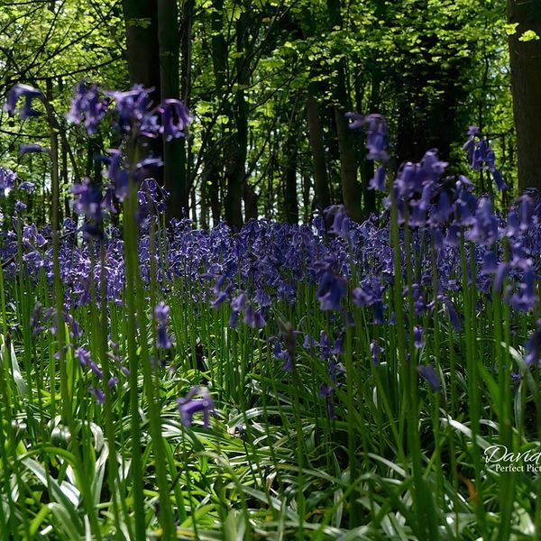 BlueBells
