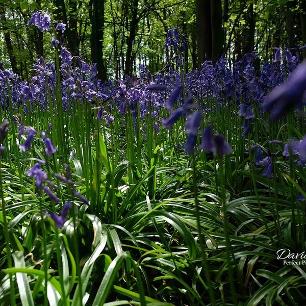 BlueBells
