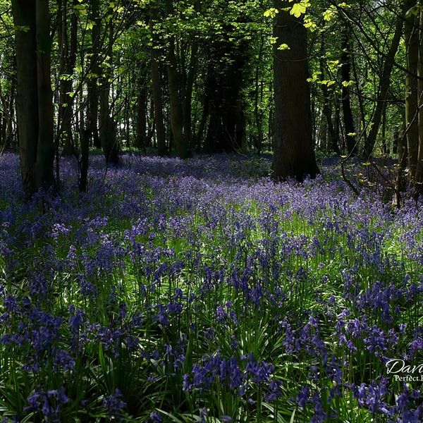 BlueBells