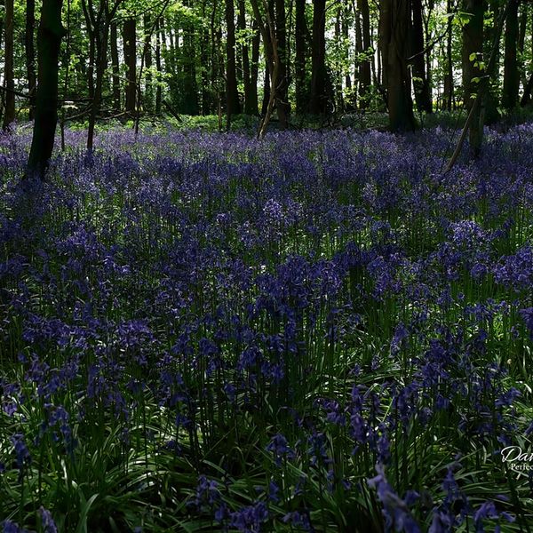 Bluebells