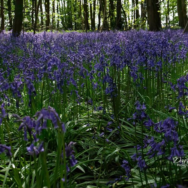 BlueBells