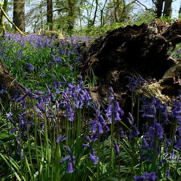 Bluebells