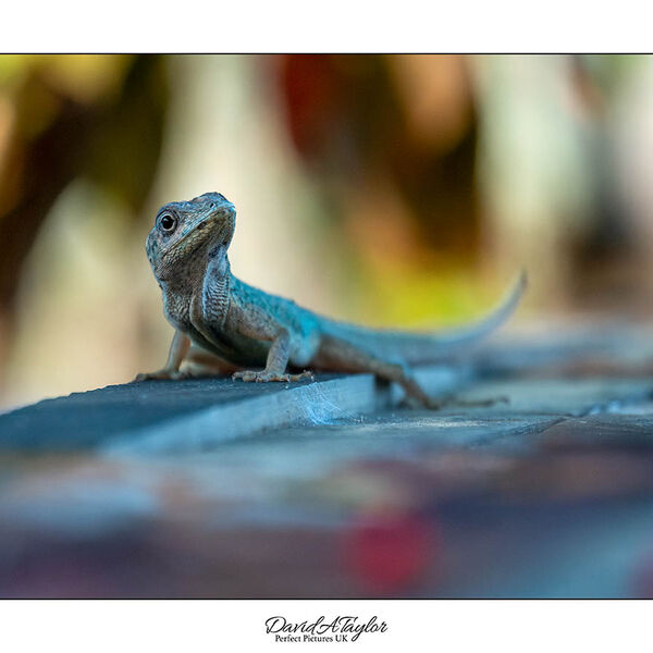 The Bronze Anole