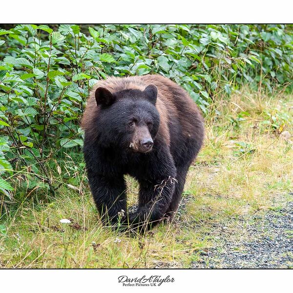 Brown Bear - Alaska