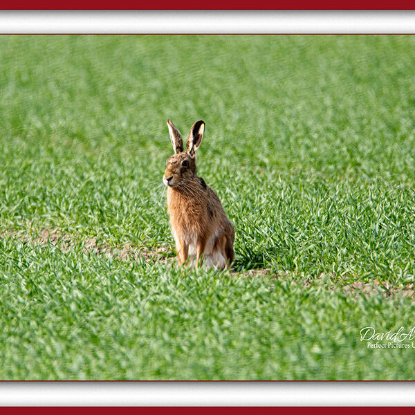 Brown Hare