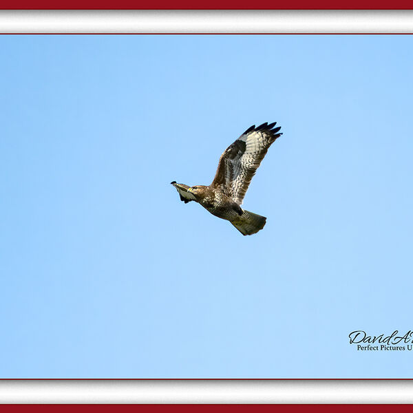 Buzzard