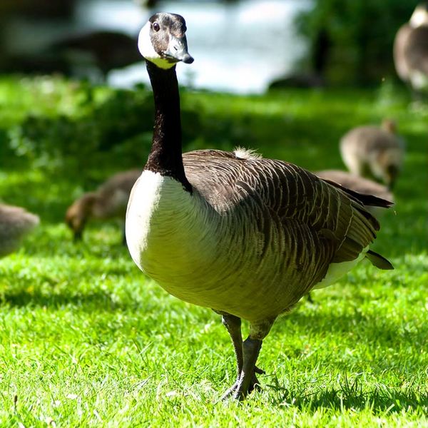 Canada Goose