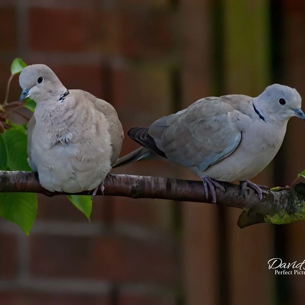 Collared Dove's