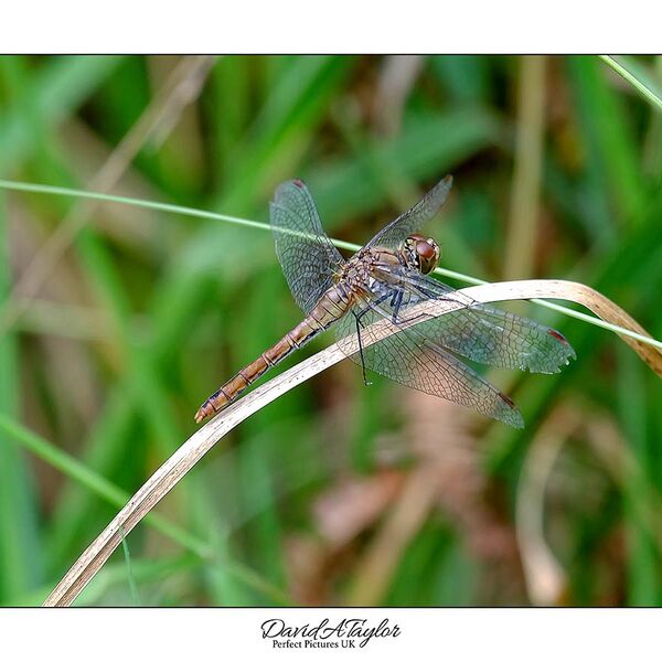 Common Darter