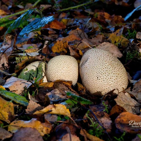 Common Earthball