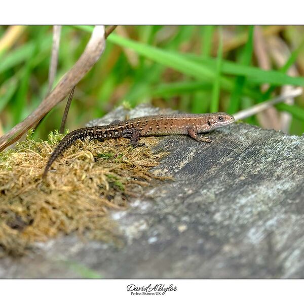 Common Lizard